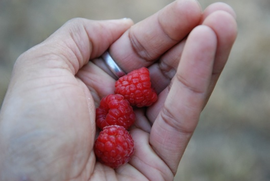 Those raspberries from our San Francisco garden